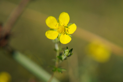 Silvery Cinquefoil