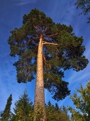 Scots pine