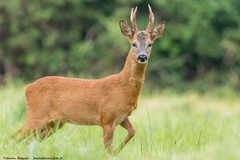 Western Roe Deer