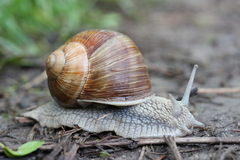 Roman Snail