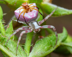 Heather crab spider
