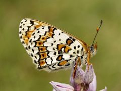 Glanville Fritillary