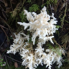 Coral tooth fungus