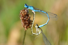 Common Blue Damselfly