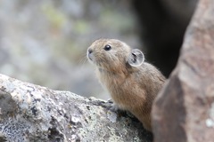 Daurian Pika