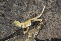 Tuvan Toad-headed Agama