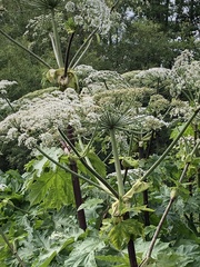 Sosnowsky's hogweed