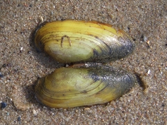 Painter's Mussel