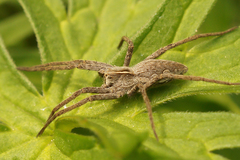 European Nursery Web spider