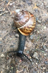 Copse Snail