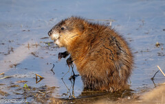 Muskrat