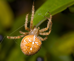 Cross Orbweaver