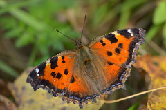 Scarce Tortoiseshell