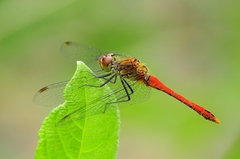 Ruddy Darter
