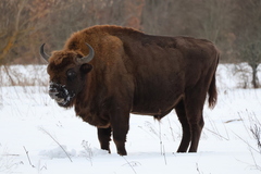 European Bison