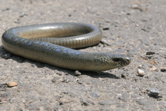 Eastern Slowworm
