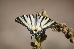 Scarce Swallowtail