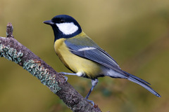 Great Tit