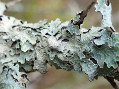 Netted shield lichen