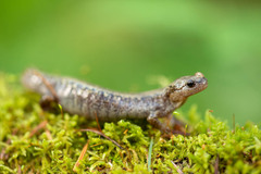 Siberian Salamander