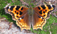 Compton Tortoiseshell