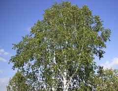 Siberian Birch