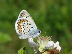 Silver-studded Blue