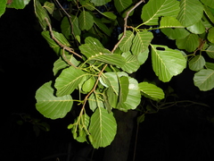 common alder