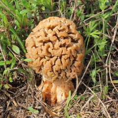 Steppe Morel