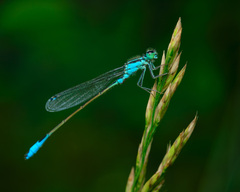 Blue-tailed Damselfly