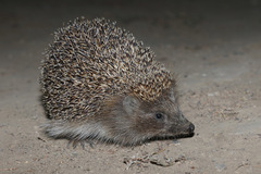 Northern White-breasted Hedgehog