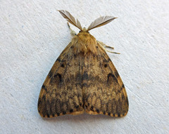 Spongy Moth