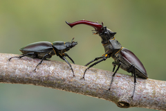 European Stag Beetle
