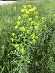 slender leafy spurge