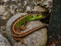 Sand Lizard