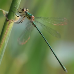 Western Willow Spreadwing