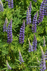 Large-leaved lupine