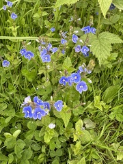 Germander Speedwell