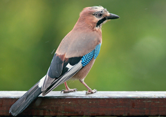 Eurasian Jay