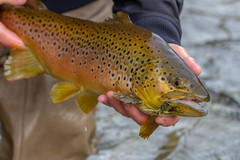 Brown Trout