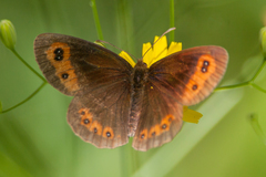 Scotch Argus