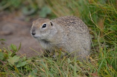 Caucasian Mountain Ground Squirrel