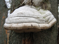 Hoof Fungus