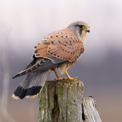 Eurasian Kestrel