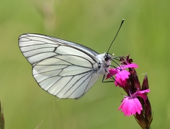 Black-veined White