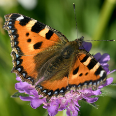 Small Tortoiseshell