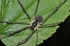 Saddleback Harvestman