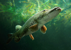 Northern Pike