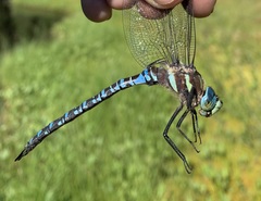 Siberian Hawker