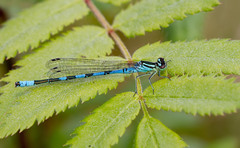 Spearhead bluet